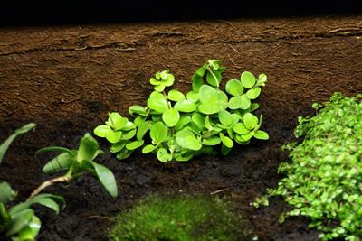 peperomia magnoliaef